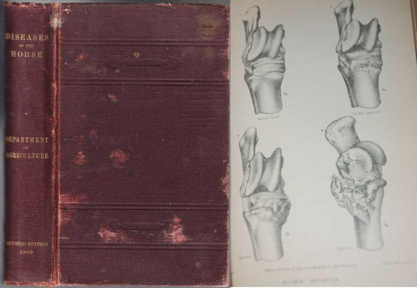 Image for Special Report on Diseases of the Horse 1907