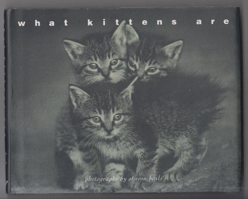 Image for What Kittens Are