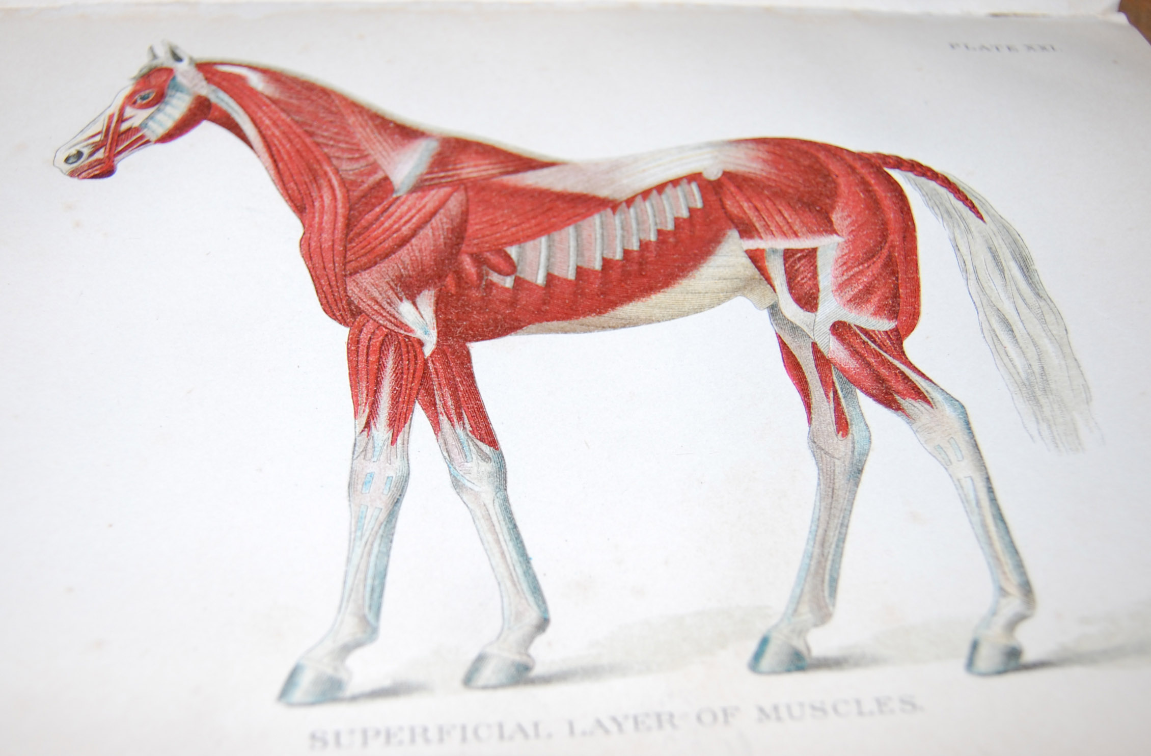 Special Report on Diseases of the Horse 1903