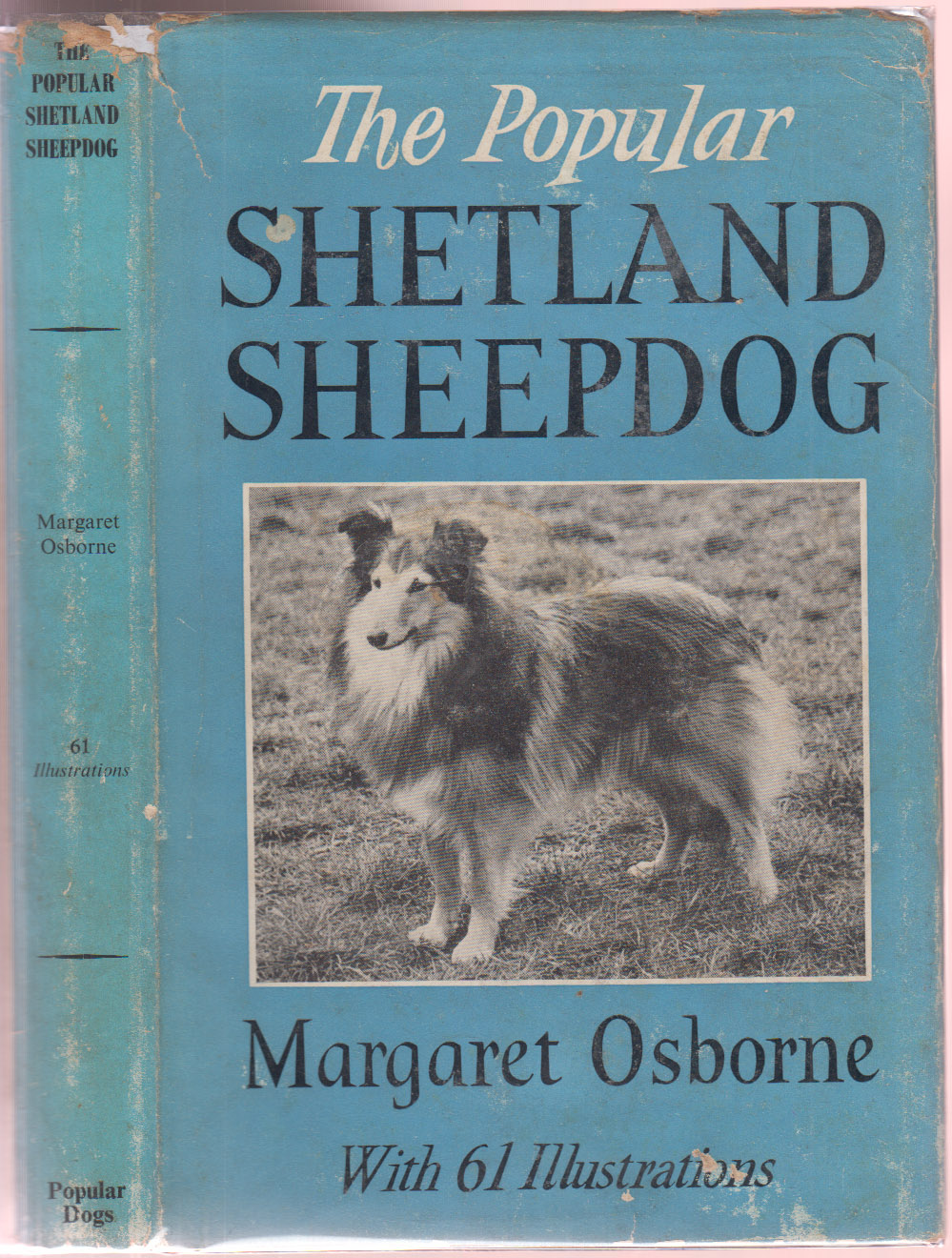 The Popular Shetland Sheepdog