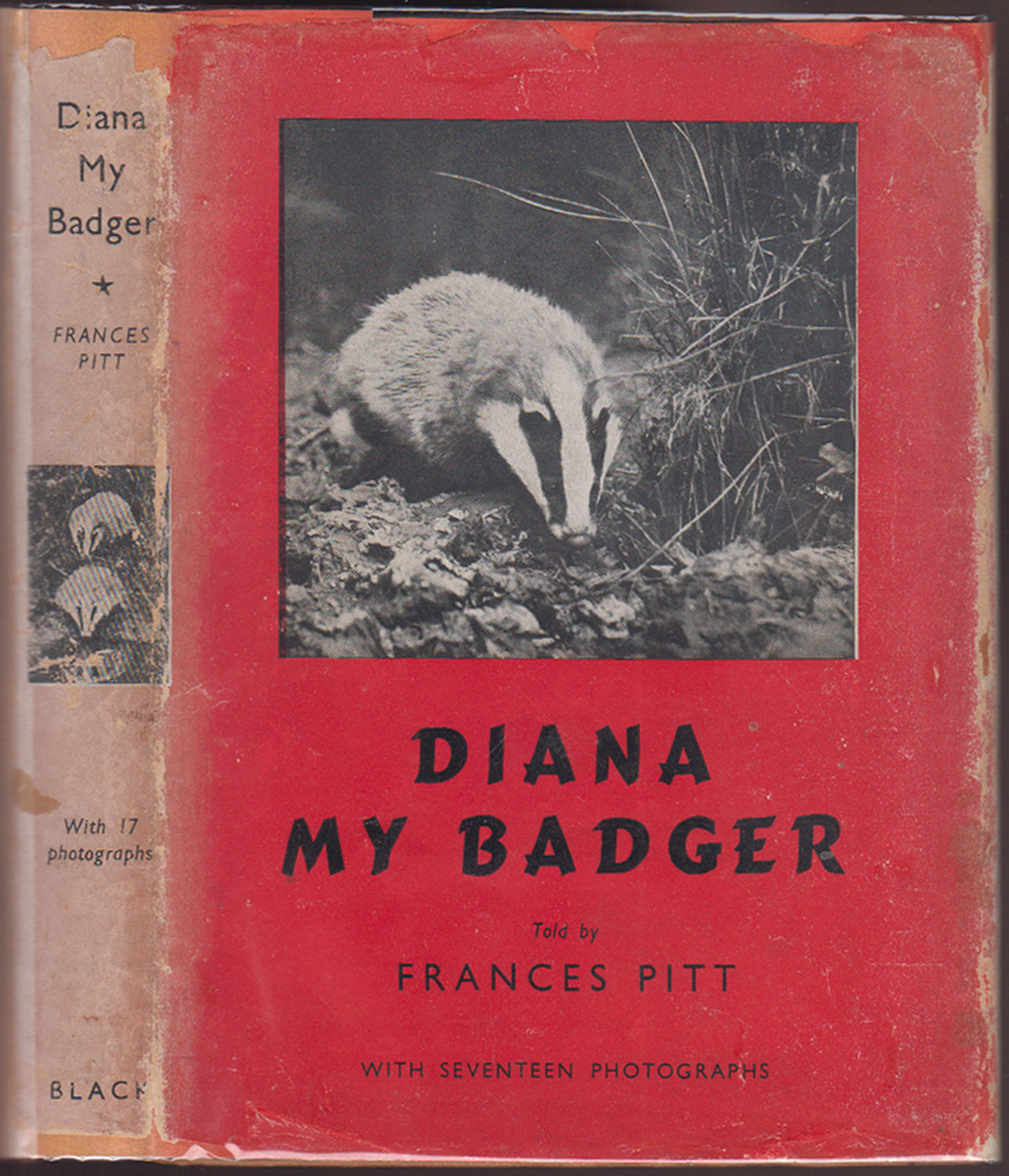 Diana, My Badger